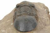 Excellent Paralejurus Trilobite - Lghaft, Morocco #196922-4